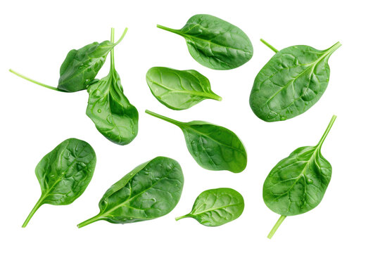 fresh green spinach Amaranth leaf isolated on transparent white background.