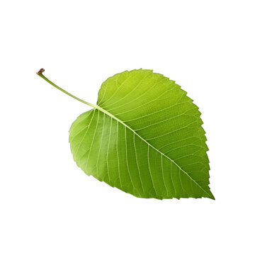 a brunch of Birch leaf isolated on white background