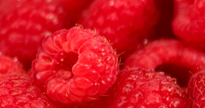 Extreme close up video of fresh and wet raspberries. They contain barely any fat and are a fruit low in carbohydrates and sugar.