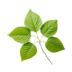 a brunch of Dogwood leaf isolated on white background