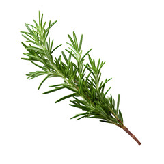 a brunch of Juniper needle isolated on white background