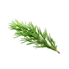 Fototapeta premium a brunch of Juniper needle isolated on white background