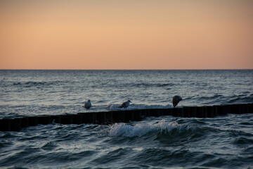 Fototapeta premium Waves on the sea with sky with birds on Breakwater