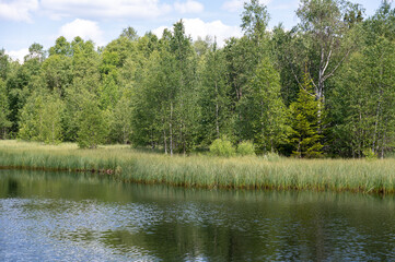 Reeds by the lake with trees