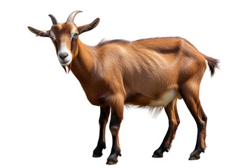 Adult brown goat with horns isolated on transparent background.