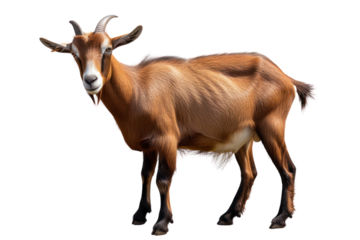 Adult brown goat with horns isolated on transparent background.