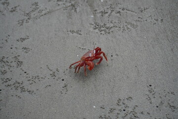A very attractive red crab naturally found in Kuakata, Bangladesh.