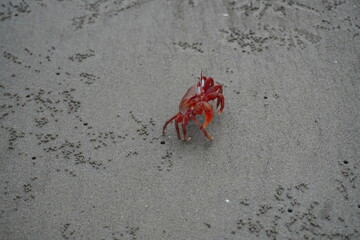 A very attractive red crab naturally found in Kuakata, Bangladesh.