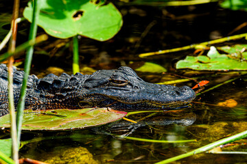 Sleepy Alligator