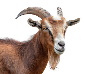 Adult brown goat with horns isolated on transparent background.