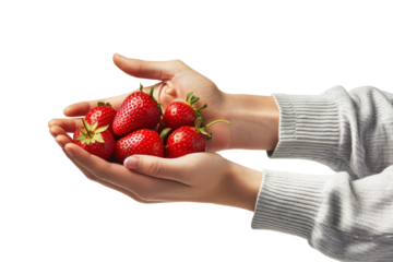 A close-up image of a person holding a bunch of ripe strawberries in their cupped hands against a clean, white backdrop, highlighting the freshness of the fruit. Isolated.