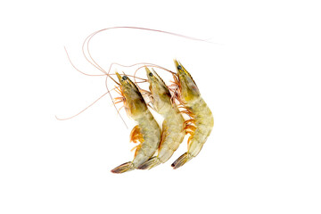 freshness sea prawn jumbo isolated