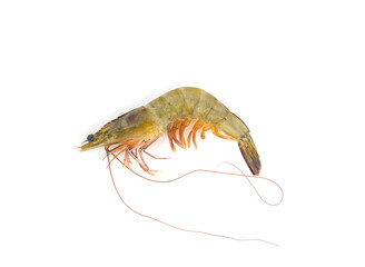 sea prawn or shrimp
