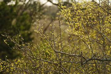 Tree in bloom during spring season in Texas countryside landscape.