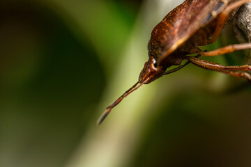 Macro photograph of Otiorhynchus sulcatus (Vine Weevil). Native to Europe but common in North America as well. It is a pest of many garden plants
