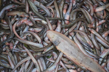 Different sea fishes are caught freshly and captured.