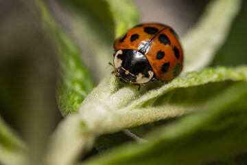 ladybug on green leaf. ladybird or coccinellidae close up. Ladybug tropical forest wildlife focus...