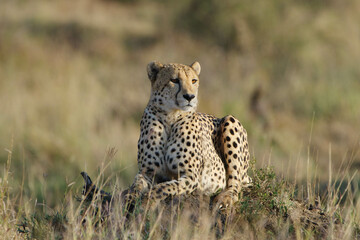 Cheetah © Wolfgang