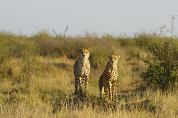 Cheetah © Wolfgang