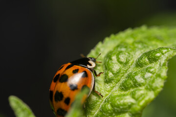 ladybug on green leaf. ladybird or coccinellidae close up. Ladybug tropical forest wildlife focus dynamic.
