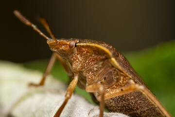 Macro photograph of Otiorhynchus sulcatus (Vine Weevil). Native to Europe but common in North America as well. It is a pest of many garden plants