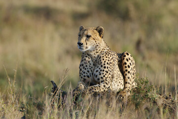 Cheetah © Wolfgang