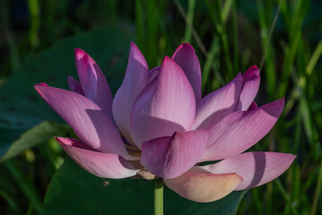 The lotus flower in full bloom.