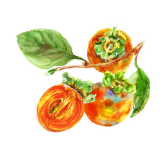 Fototapeta premium Template of persimmon orange fruit with leaves. Watercolor hand-drawn elements. Isolated on white background. Delicious fruit clip-art illustration. Used on labels, napkins, towels, tableware, package
