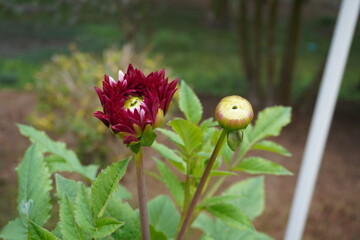 Beautiful texture of Dahlia flower is captured in a winter morning.