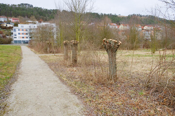 Kopfweide Salix alba Rückschnitt auf Kopf gesetzt