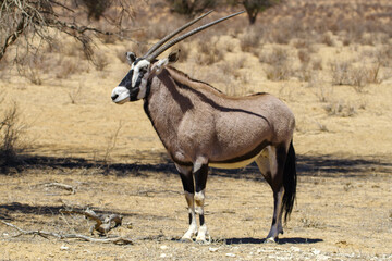 Oryx