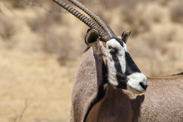 Portrait of an oryx