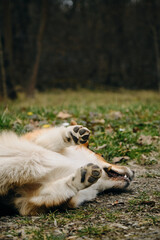 The dog is lying on its back while walking in the park. Welsh corgi Pembroke put his belly up for someone to scratch. Paws up.