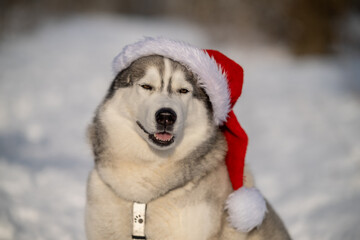 Close-up Portrait of a funny Siberian Husky dog sitting in a winter fairy forest and wearing a red...