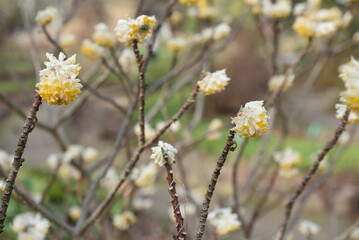 Edgeworthia chrysantha en hiver au jardin