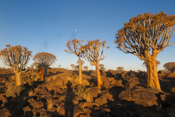 Naklejka premium Aloe dichotoma