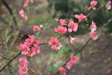 Chaenomeles japonica en fleurs au printemps