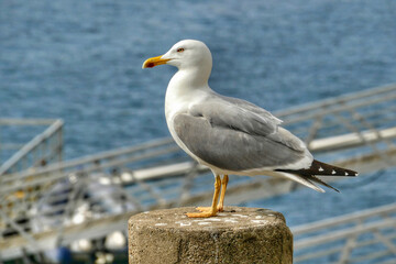 Portrait of seagull looking out to water
