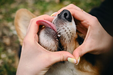 Concept of a warm relationship between pet and owner. Hands near the dog muzzle. Female Fingers in the shape of a heart and a black nose Welsh corgi pembroke. Tongue sticking out.