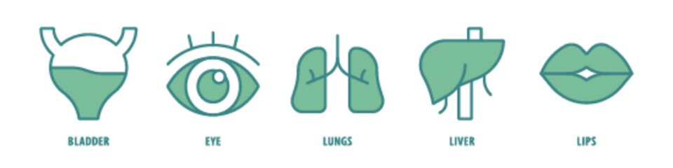 Lips, Liver, Lungs, Eye, Bladder editable stroke outline icons set isolated on white background flat vector illustration.