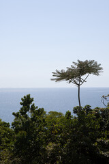 Trees and sea in the background