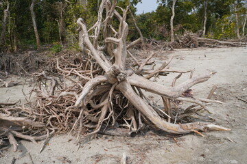 Fototapeta na wymiar Dried roots of mangrove trees in Bangladesh