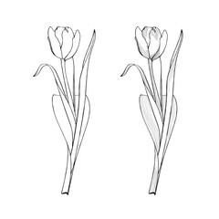 Spring tulips flowers, black outline on white background. Spring summer flowers vector illustration.