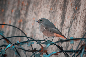 Black redstart (Phoenicurus ochruros) sits on the metal barbed wire with a grey wall background and copyspace. Small bird with an orange tail. - Powered by Adobe