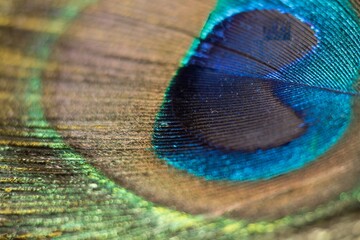 Fototapeta premium Vibrant Style: A Peacock Feathers Look-up Very Close, Dive into the heart of a peacock feather with this macro shot. The vibrant light blue petals embrace the intricate, golden stamen.