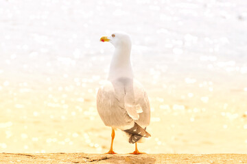 Portrait of seagull looking out to water