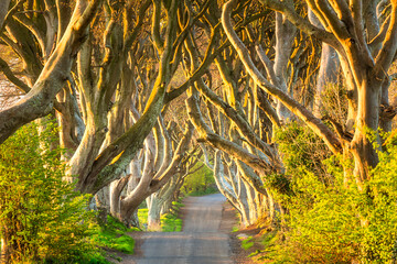 Dark Hedges - beech trees lane in Northern Ireland. Northern Ireland - obrazy, fototapety, plakaty