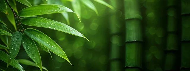Fotobehang Green bamboo background © Nadim's Works