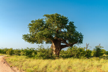 African Baobab Tree in beautiful scenery.