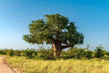 Fototapete Rund African Baobab Tree in beautiful scenery. © Franz